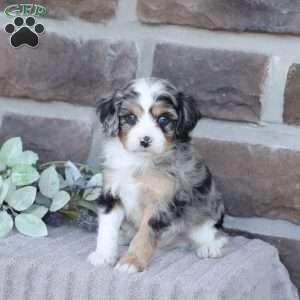 Jean, Cavapoo Puppy